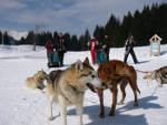 chiens de traineaux